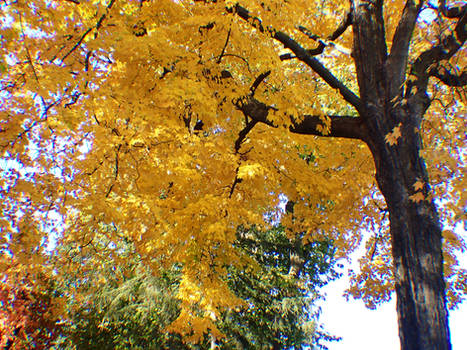 Autumn Trees Canary Yellow
