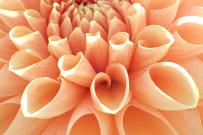 Heart of Orange Dahlia Flower
