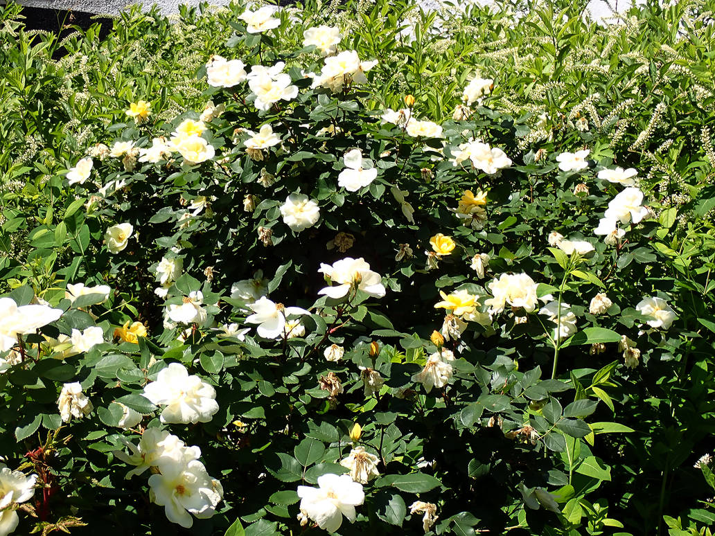 Knockout Roses Transparent Background White Knockout Roses 2 by LindArtz on DeviantArt