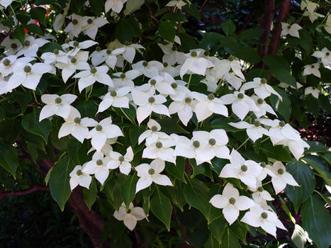 Kousa Dogwood Flowers White