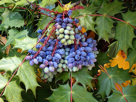 LeatherLeaf Mahonia Berries