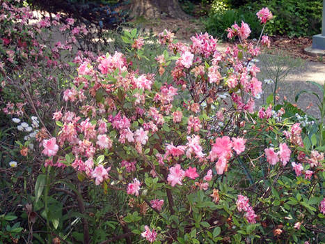 PInk Rhododendron Flowers