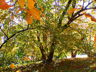 Autumn Tree Colorful