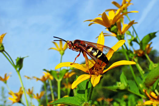 Cicada-Killer on Whorled Sunflower