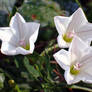 White Cypress Vine Flowers