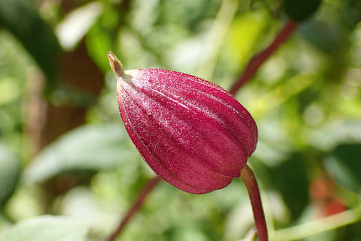 Scarlet Leather Flower Bud 1