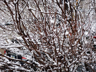 Snowy Tree Outside My Window