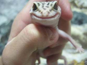 My leopard gecko 2