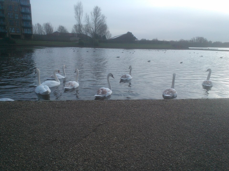 Swans