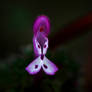 False Orchid 4