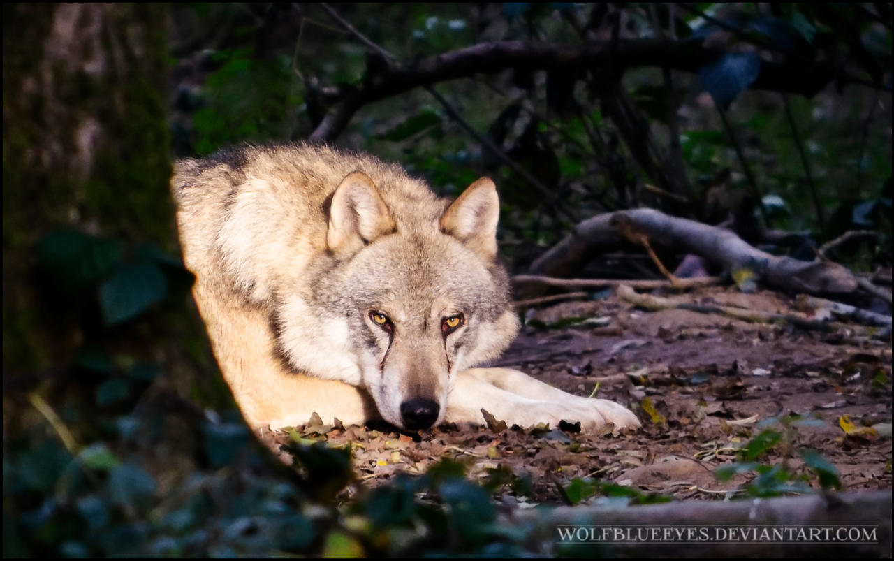 Autumn Wolf Spirit close up