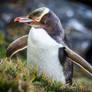 Yellow-eyed penguin