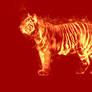 Fire-tiger