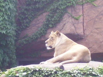 Lioness