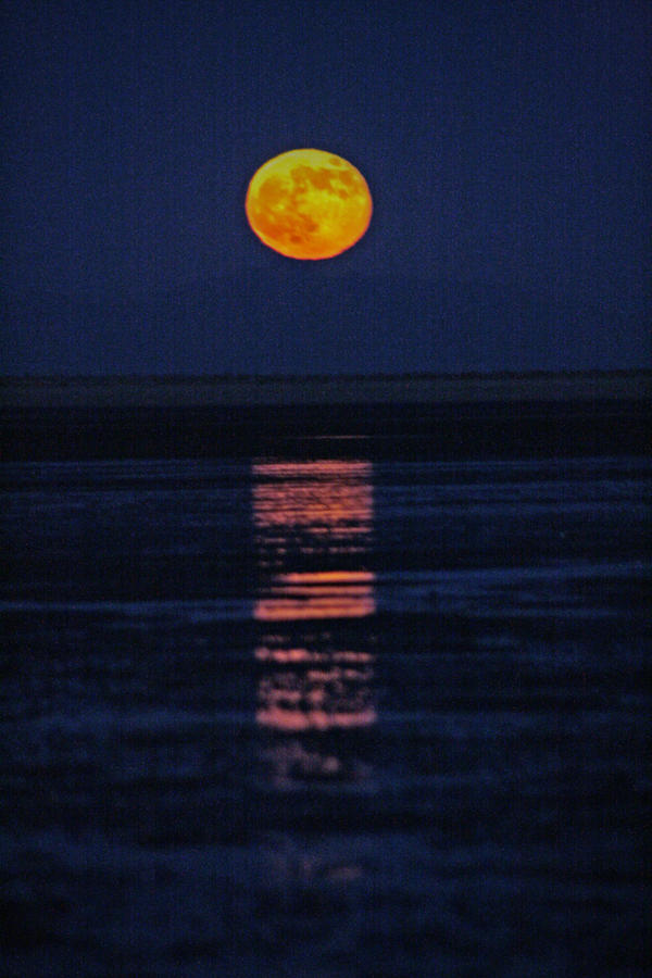 Cholla Bay's Harvest Moon