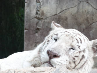 White tiger