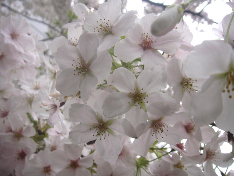 kirei na sakura