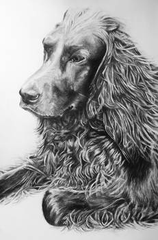 Irish Setter Dog Drawing