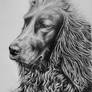 2nd Irish Setter Dog Drawing