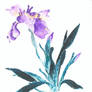 purple Iris