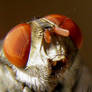 eyes  and mouth of housefly