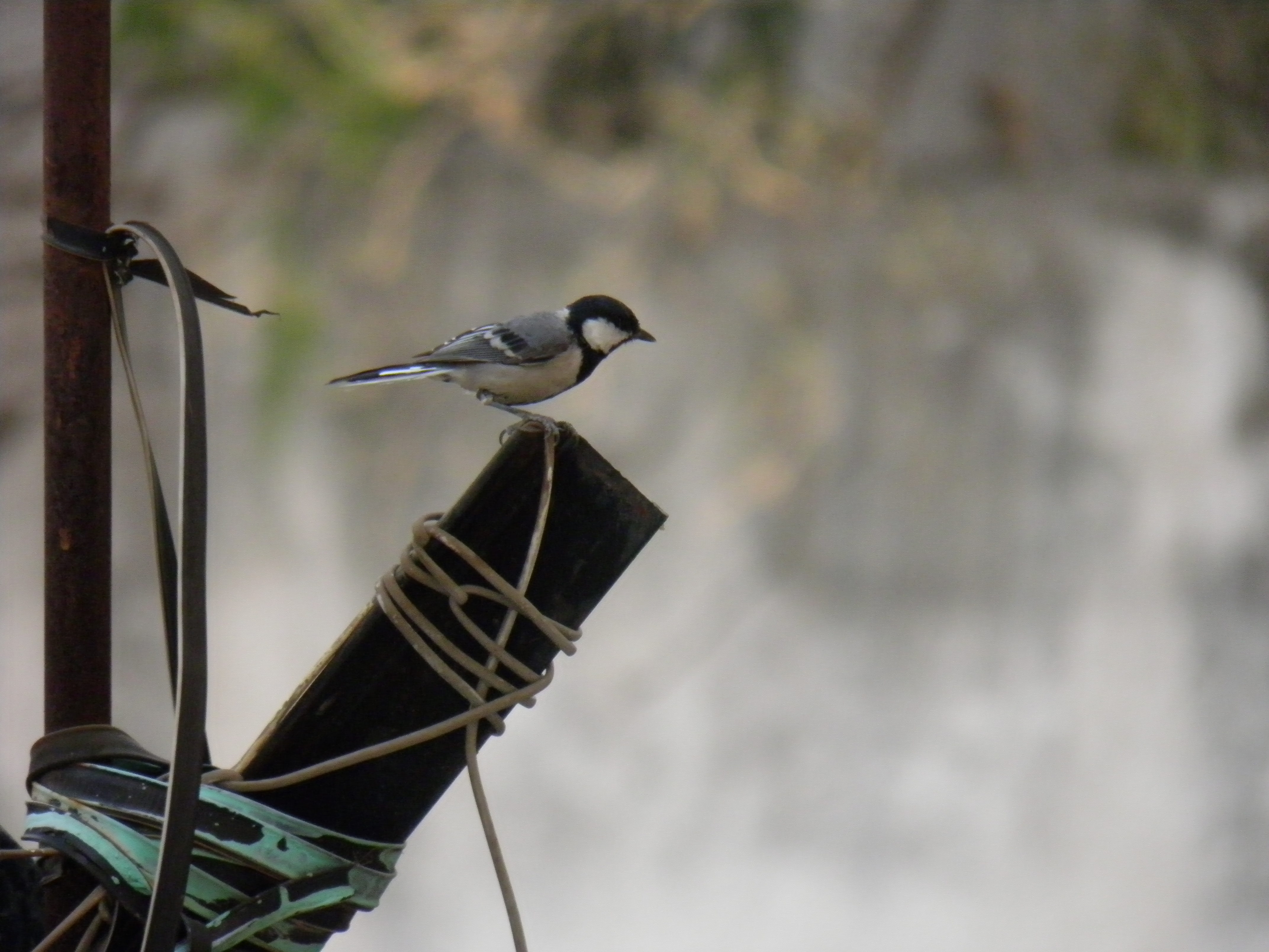 jungle or wild sparrow