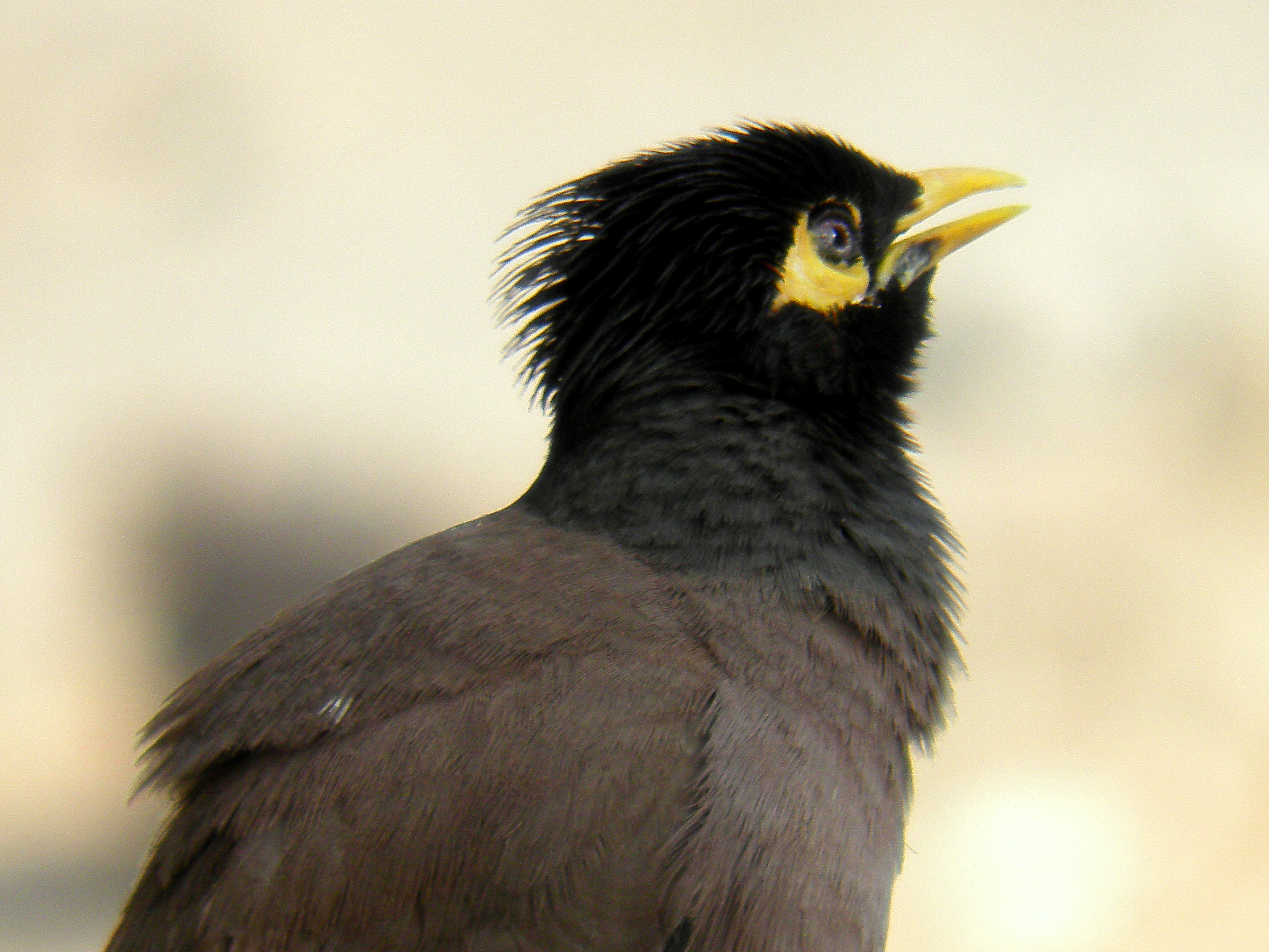 myna portrait