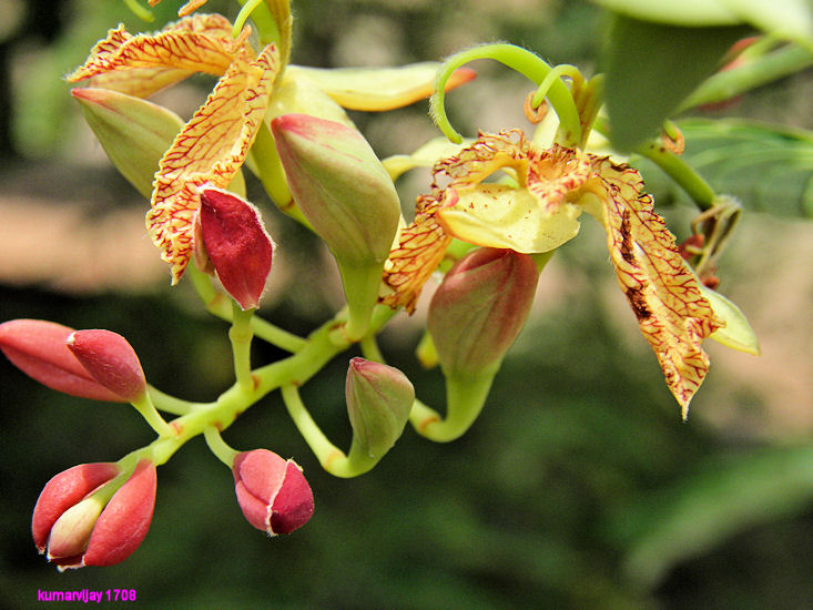 tamarind flowers by kumarvijay1708 on DeviantArt