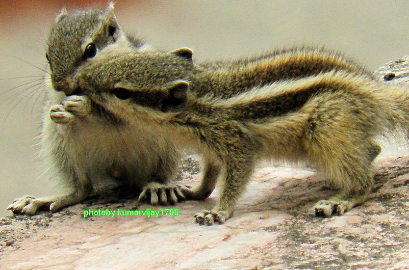 romance of squirrels 4