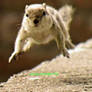 squirrel flying