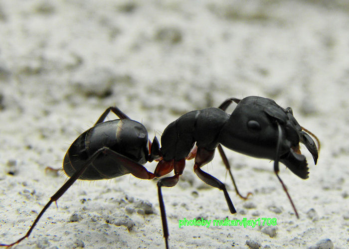 big ant black by kumarvijay1708 on DeviantArt