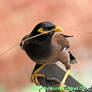 stick  by stick for nest