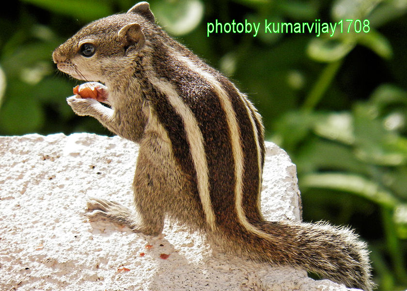 cute squirrels 3