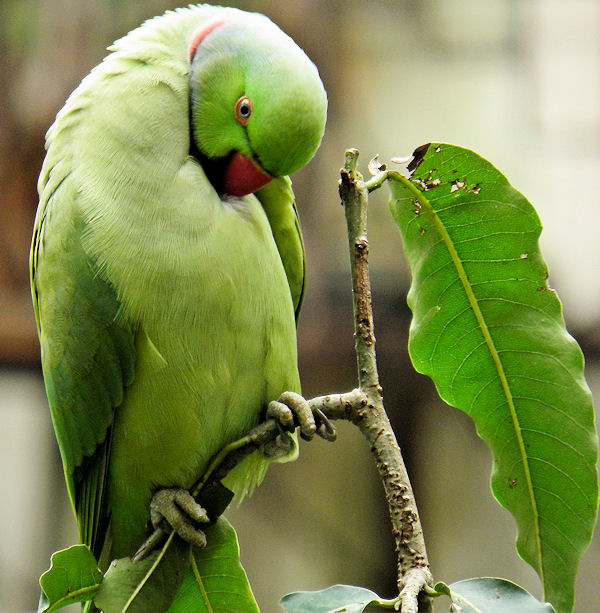 parrot cleaning feathers