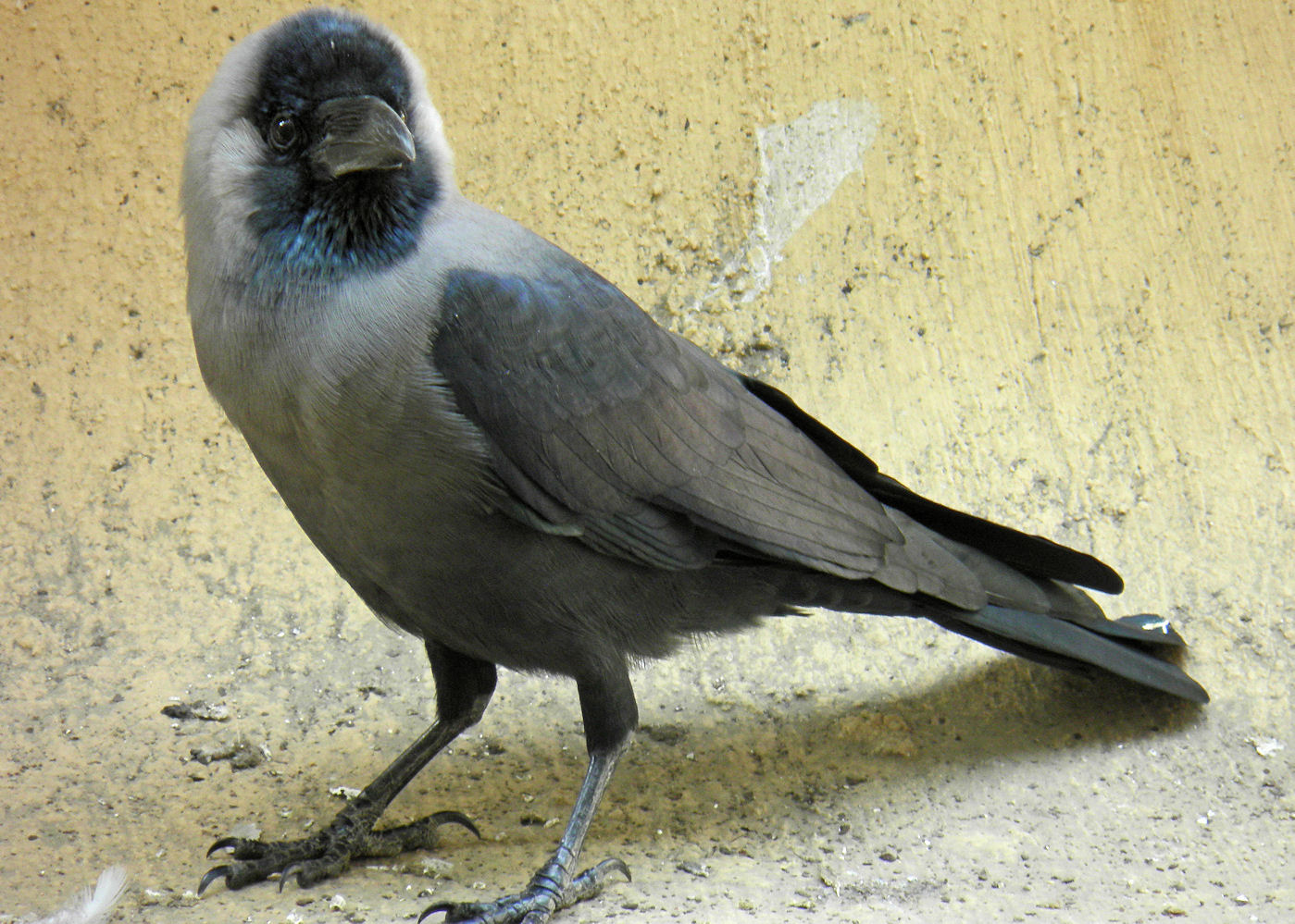 portrait of a crow