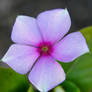 periwinkle flower