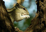 close up squirrel portrait by kumarvijay1708