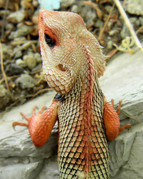 colored lizard