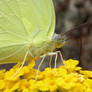 butterfly closeup