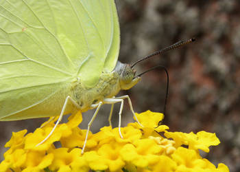 butterfly closeup