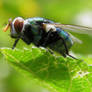 colored fly