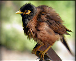 myna so puffy