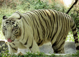 royal bengal white tiger