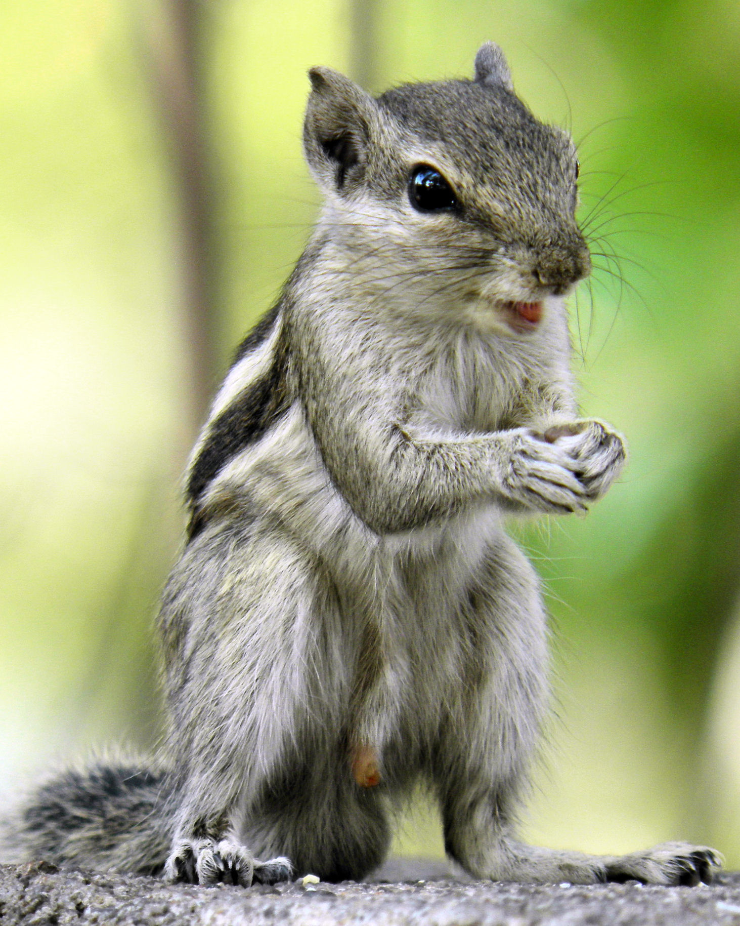 The Squirrel Smiling