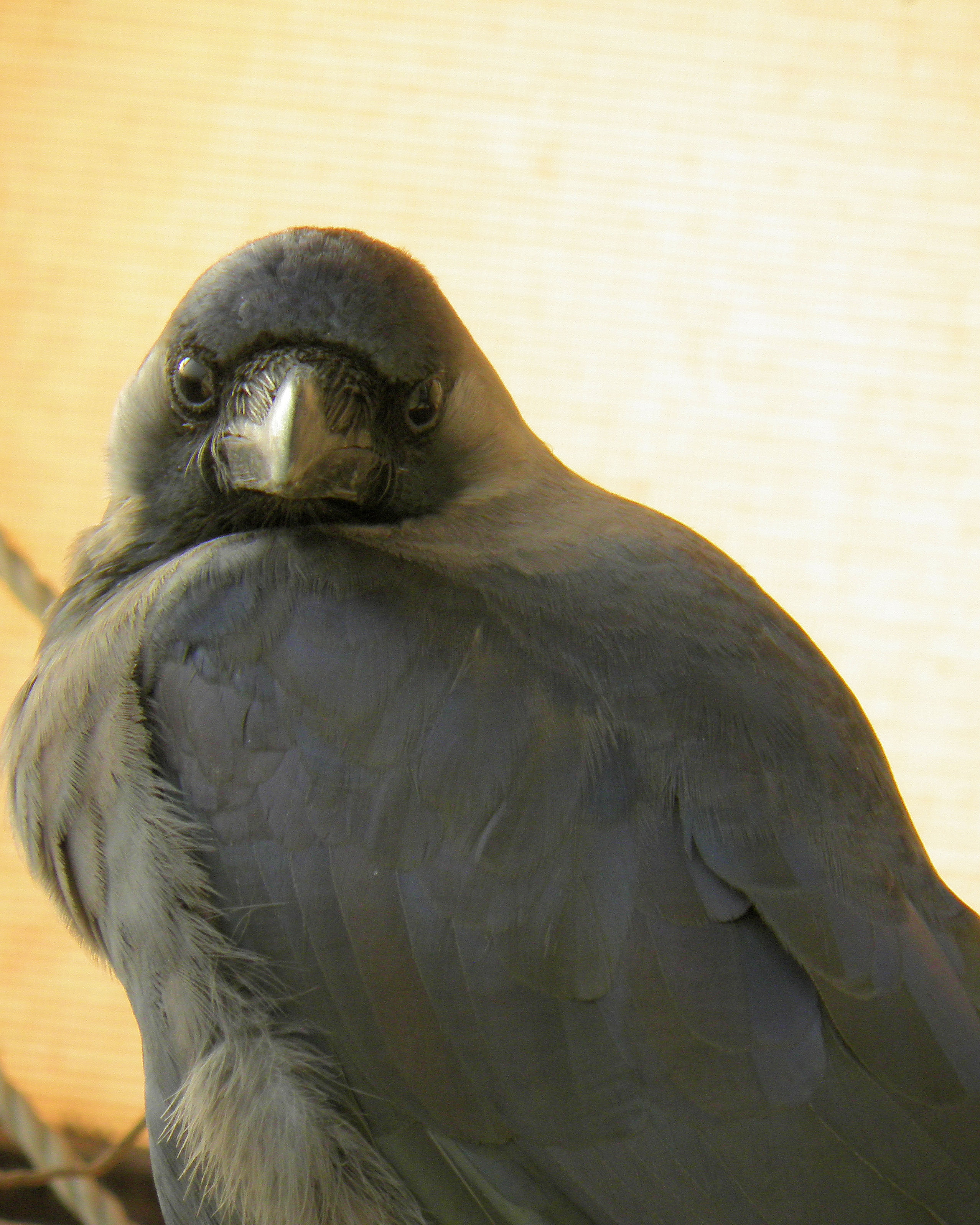 Portrait of House Crow