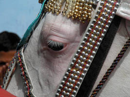 Horse Eyelids