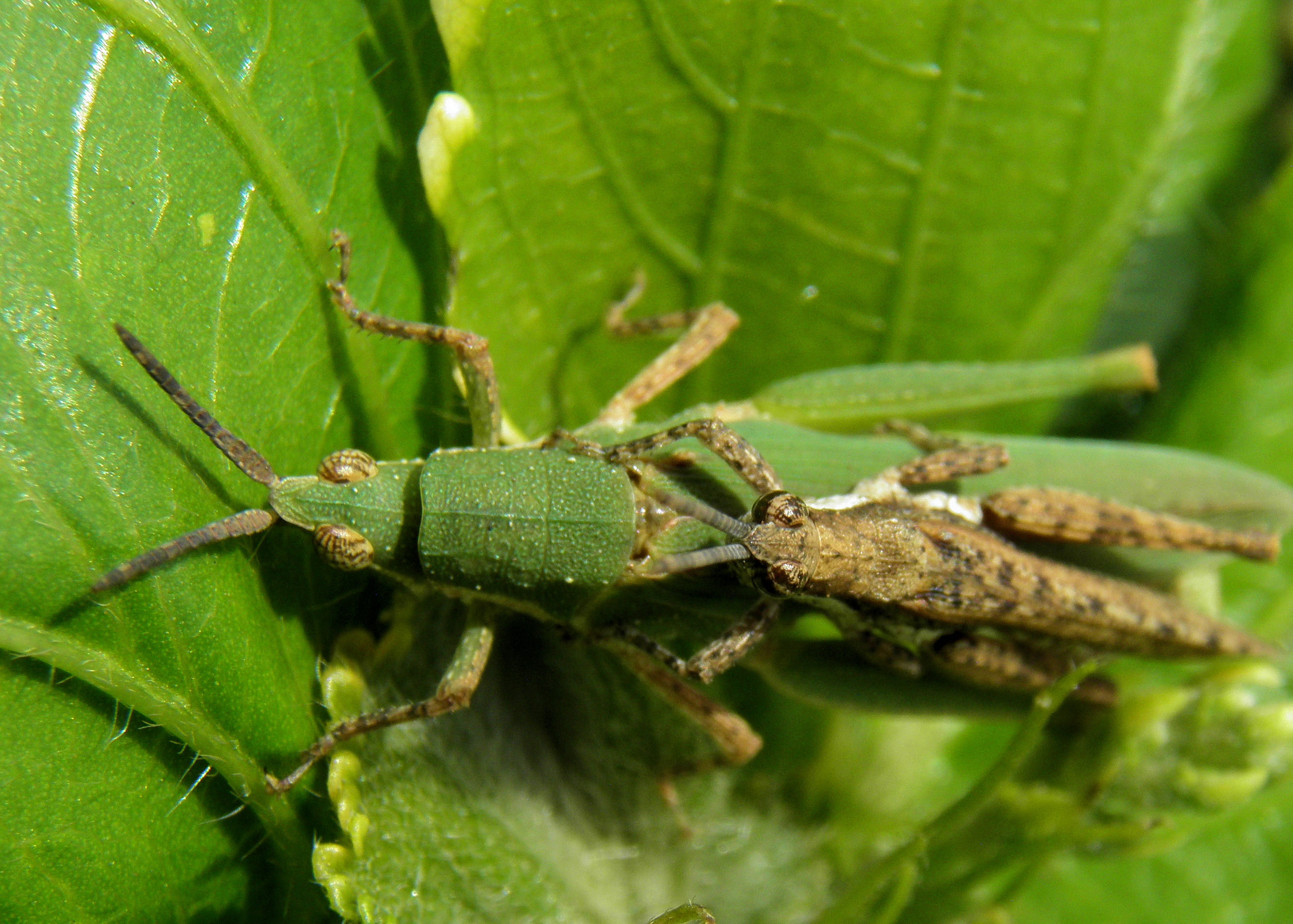 Mating grasshoppers 1