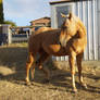 Palomino Qh3