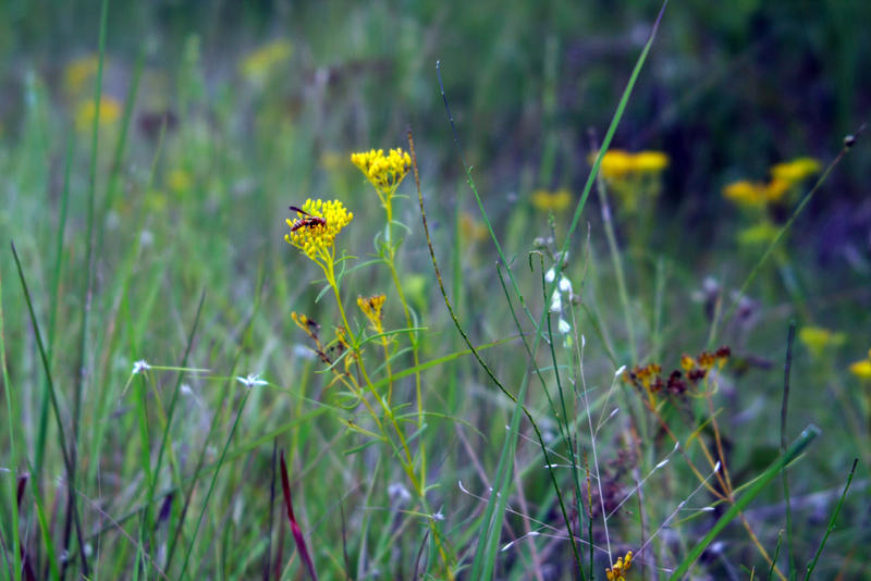 waspy dreams