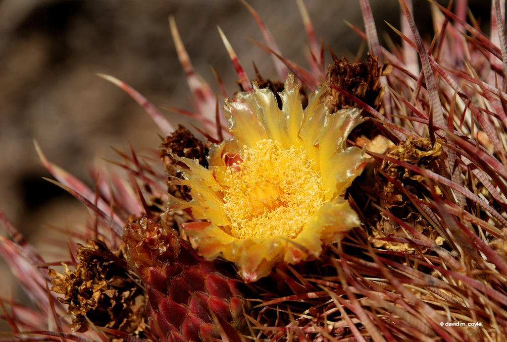 Yellow Cactus Flower